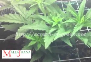 cannabis crops in scrog method