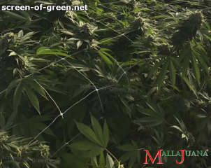 cannabis crops using mallajuana support net