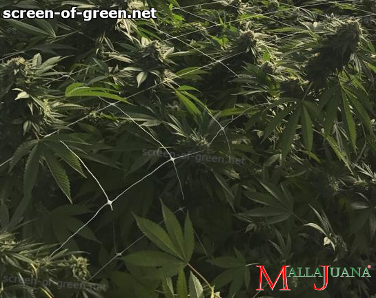 cannabis crops using mallajuana support net