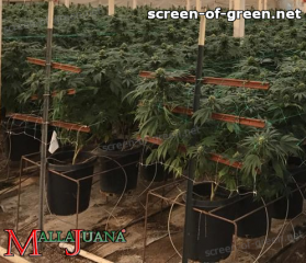 cannabis crops with mallajuana net