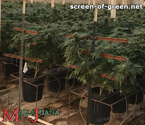 cannabis crops with mallajuana net