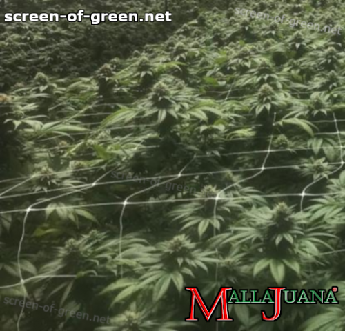 mallajuana net on cannabis crops