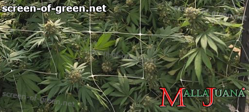cannabis plant using the mallajuana net