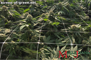 mallajuana support net on cannabis crops