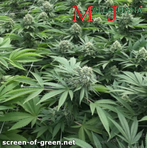 using mallajuana net for screen of green method