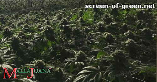 cannabis crops using mallajuana net