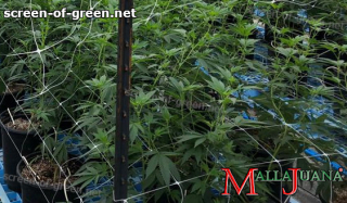 mallajuana installed for the support to plants