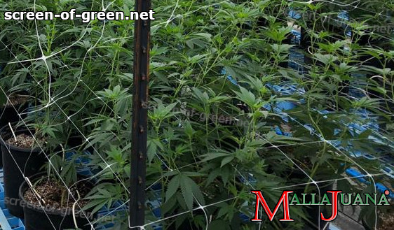 mallajuana installed for the support to plants