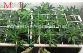 cannabis crops submitten to the scrog method.