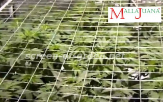 crops of cannabis under  the mesh