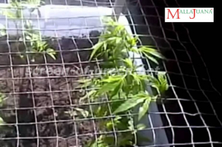 cannabis crops in the scrog method.