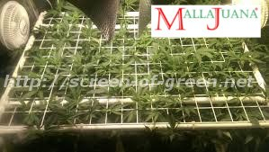 scrog method applied in cannabis crops for support.