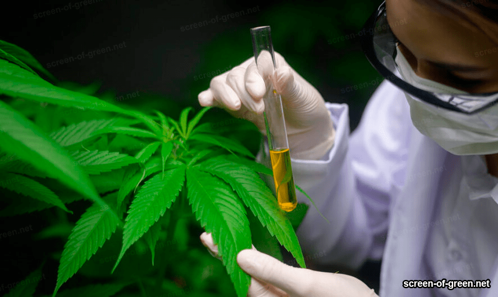 researcher analyzing the cannabis plant