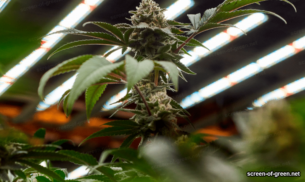 cannabis cultivation.