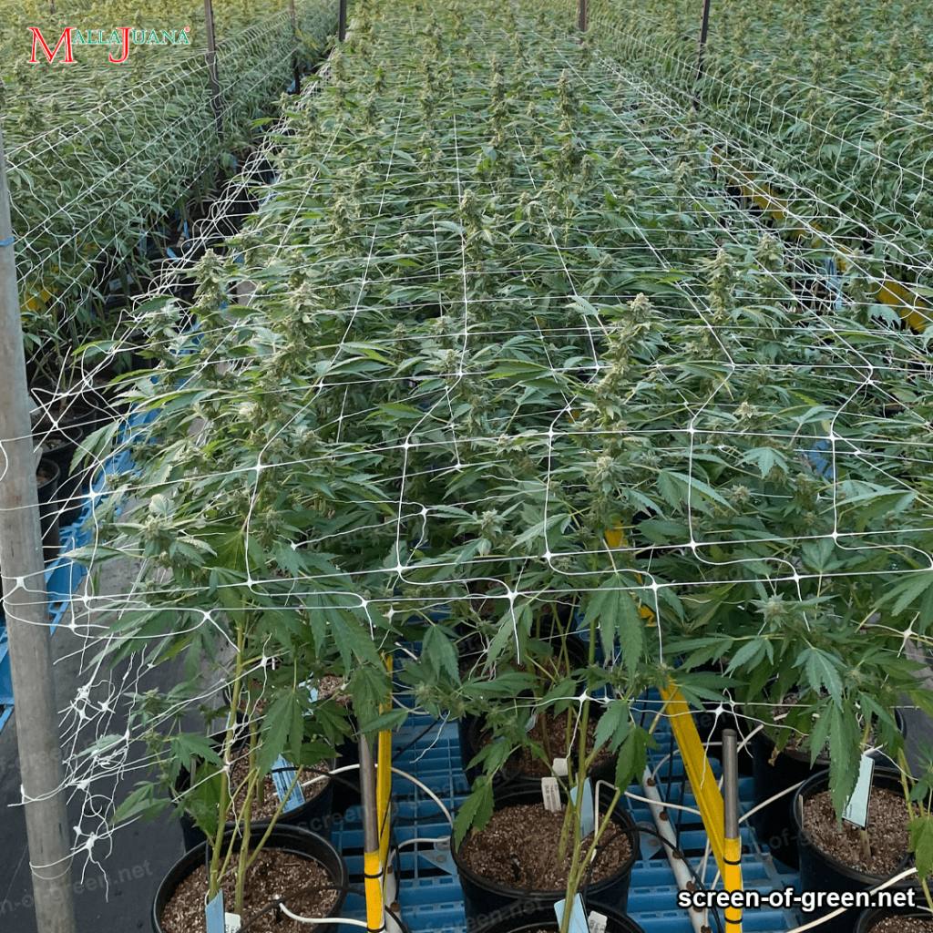 cannabis plants trellised by support netting