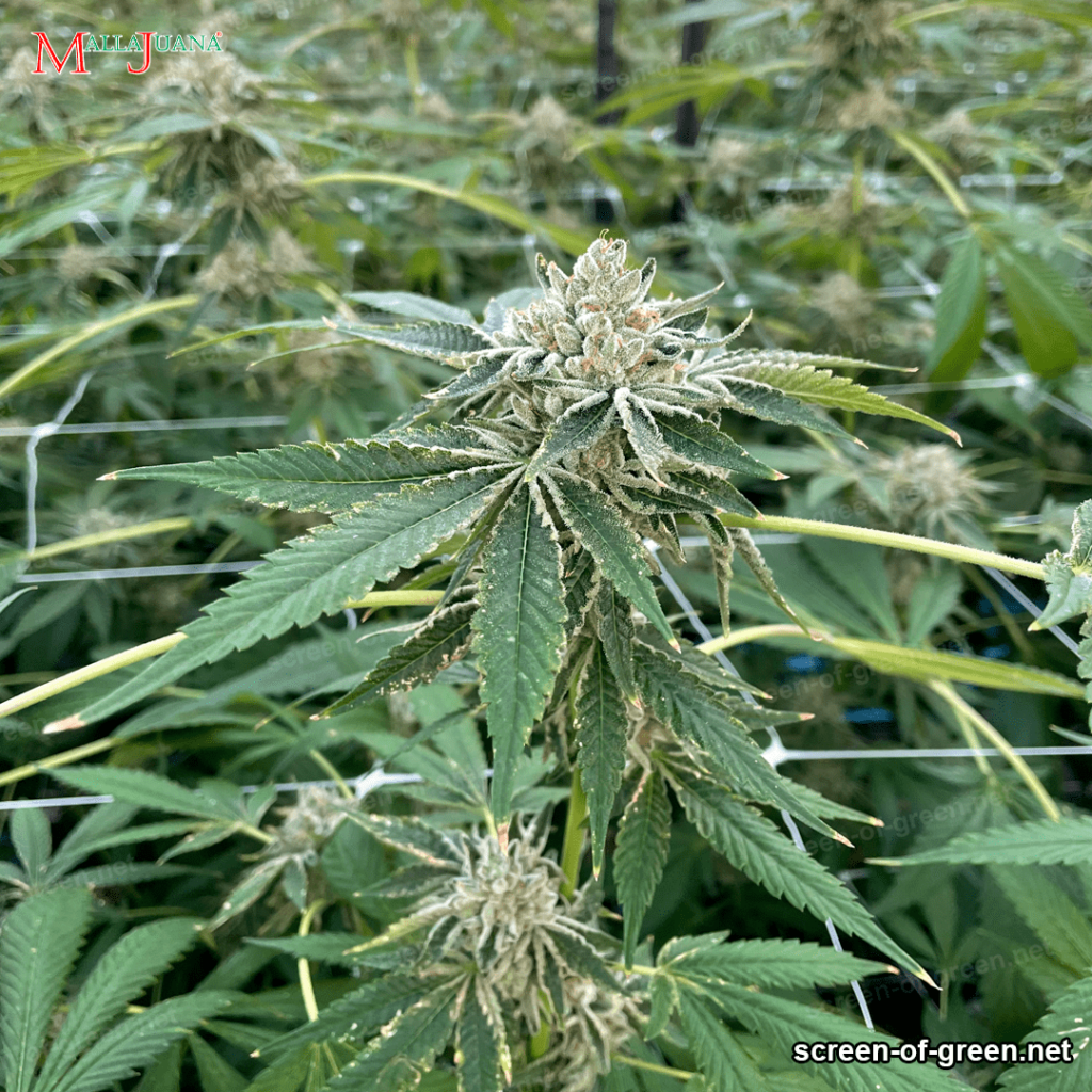 cannabis plant with trellis netting